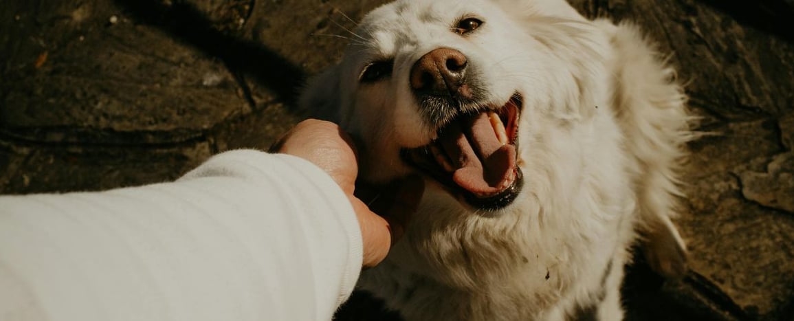 Devenir garde d'animaux auto-entrepreneur : réglementation, ACACED et tarifs 2026