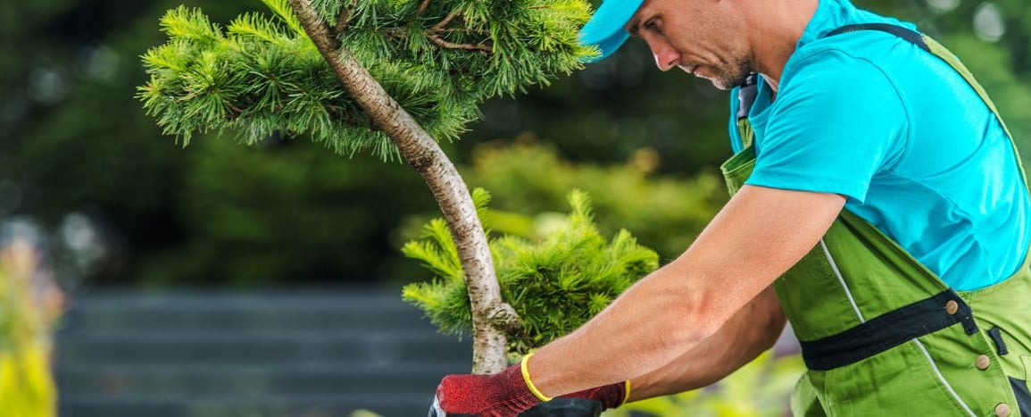 Devenir jardinier paysagiste en auto-entrepreneur : tarif, SAP et MSA