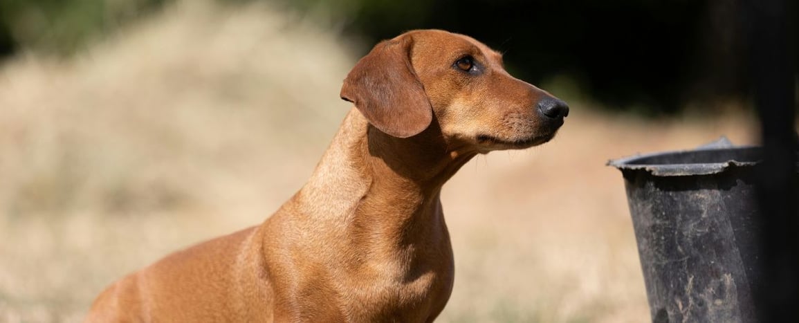 Devenir toiletteur canin auto-entrepreneur : le guide complet